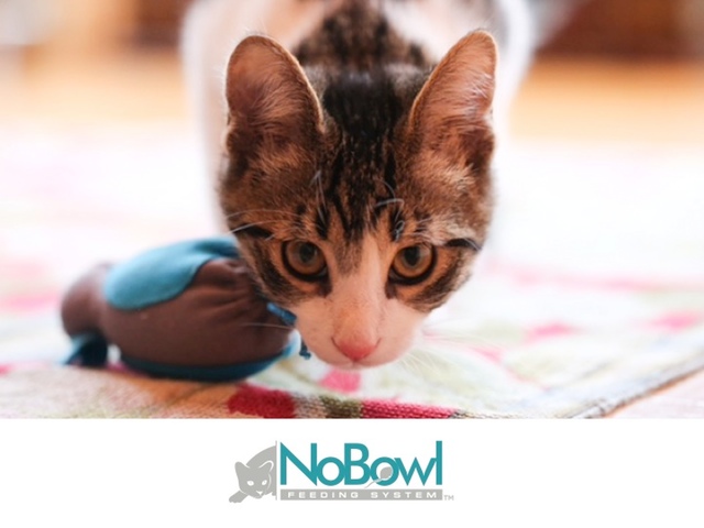 Cat NoBowl Feeding System: A brilliant solution for wellness project video thumbnail