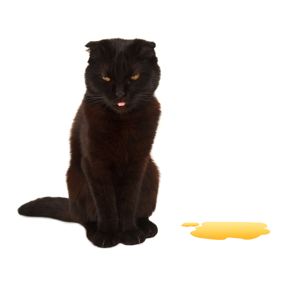 Euthanasia Link to Litterbox Issues