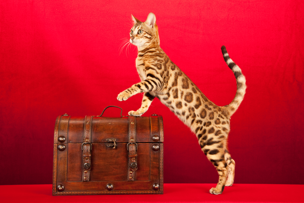Pandora Syndrome and Stress—Beyond the Bladder in Feline Urinary Tract Disease